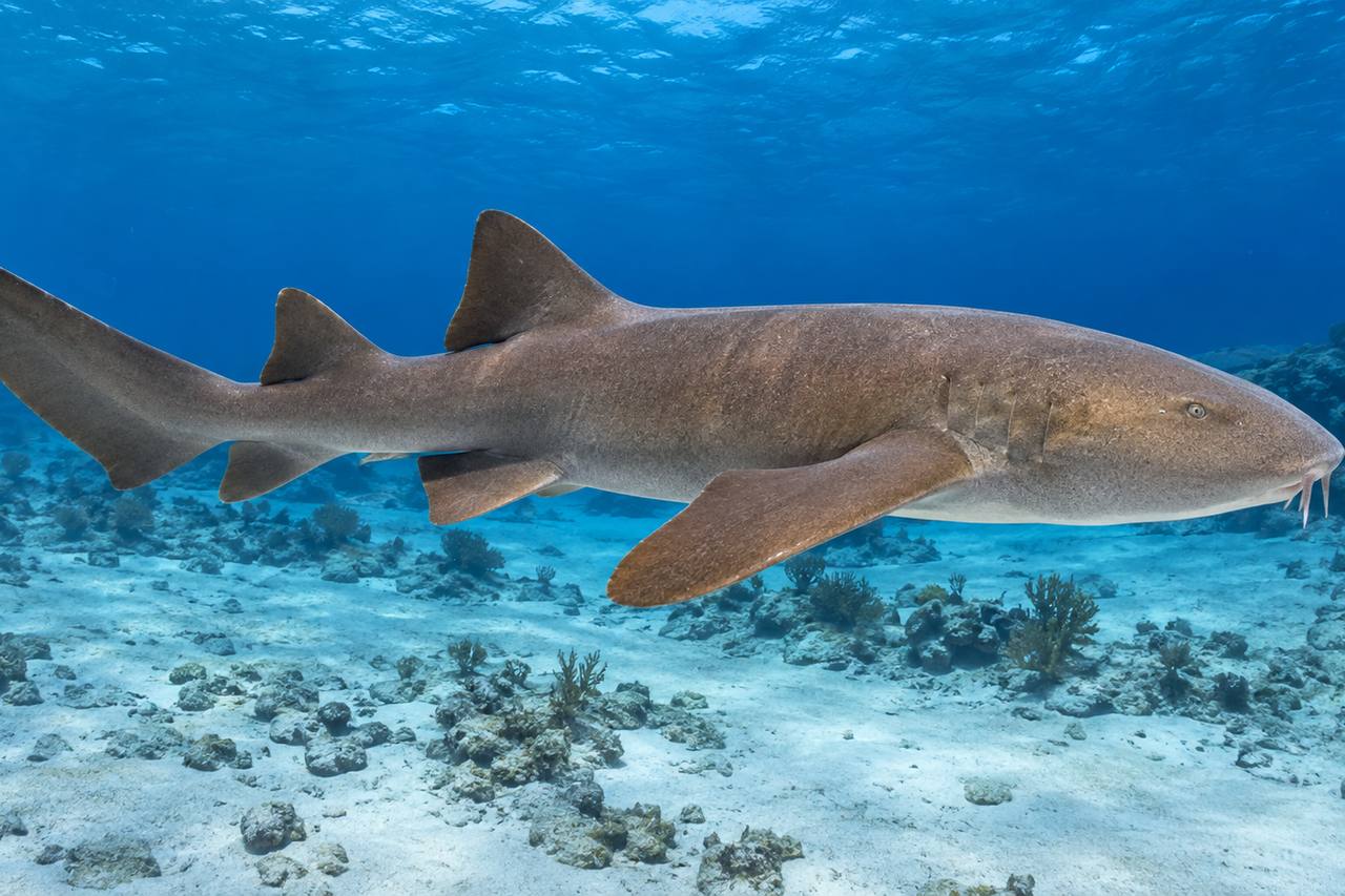 Nurse Shark