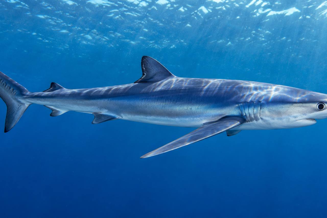 Blue Shark