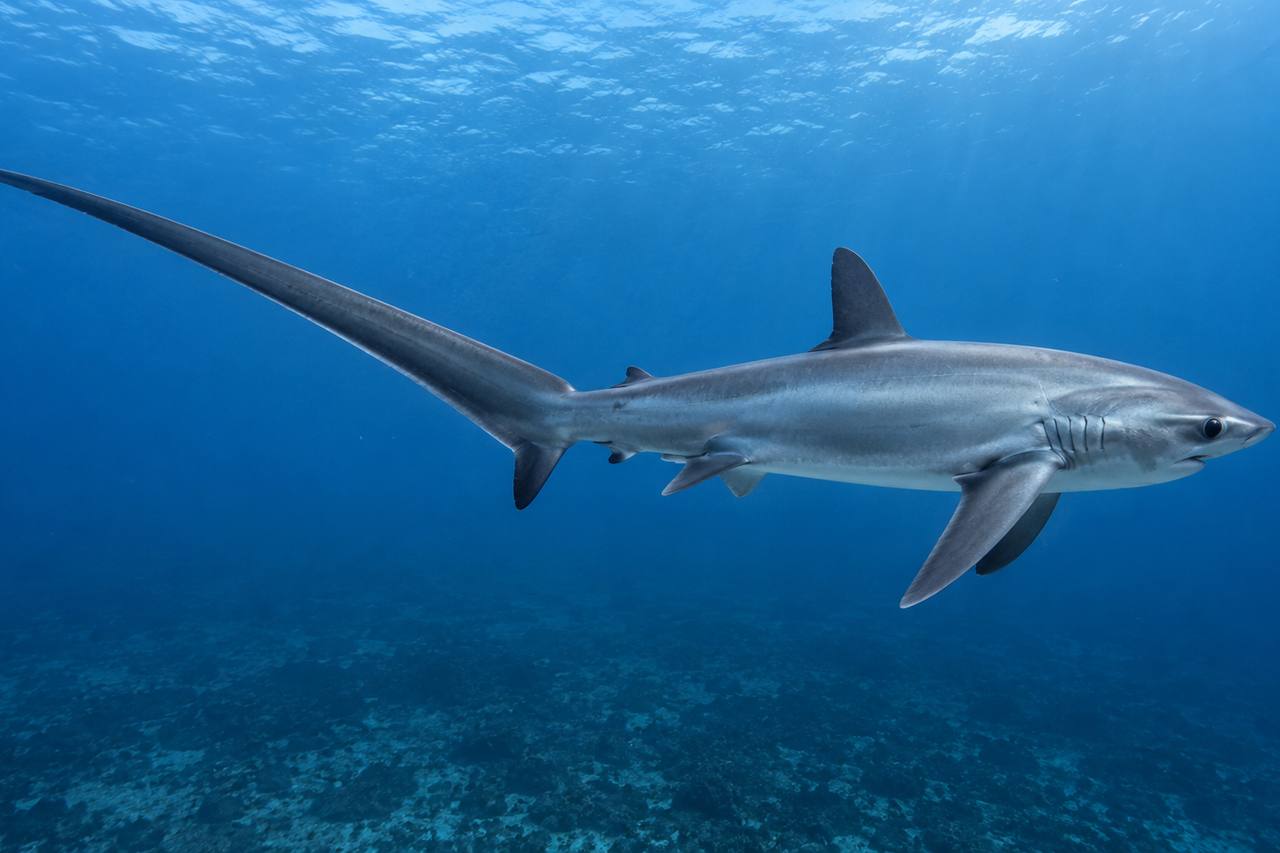 Common Thresher Shark