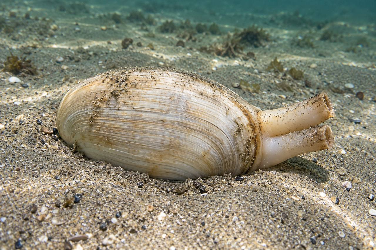 Softshell Clam
