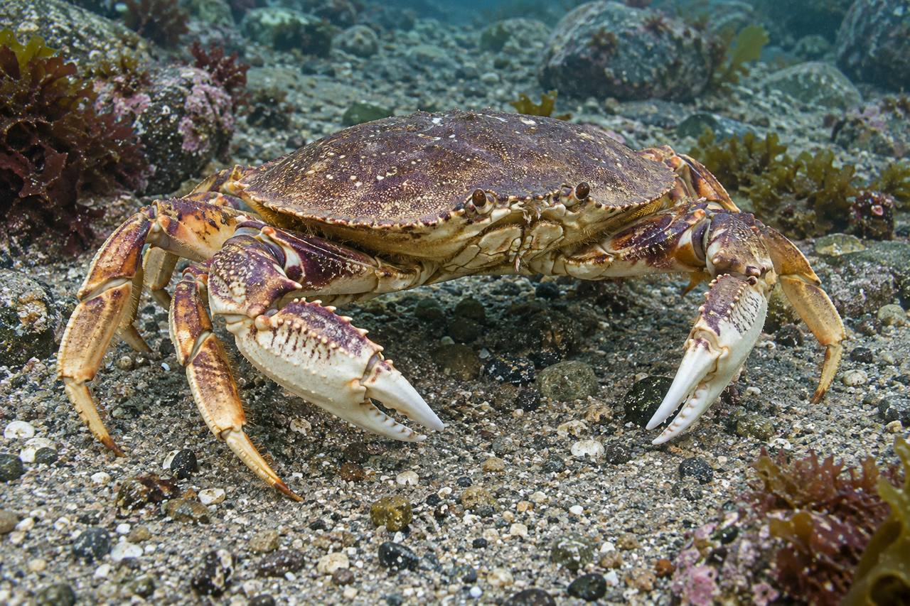 Dungeness Crab