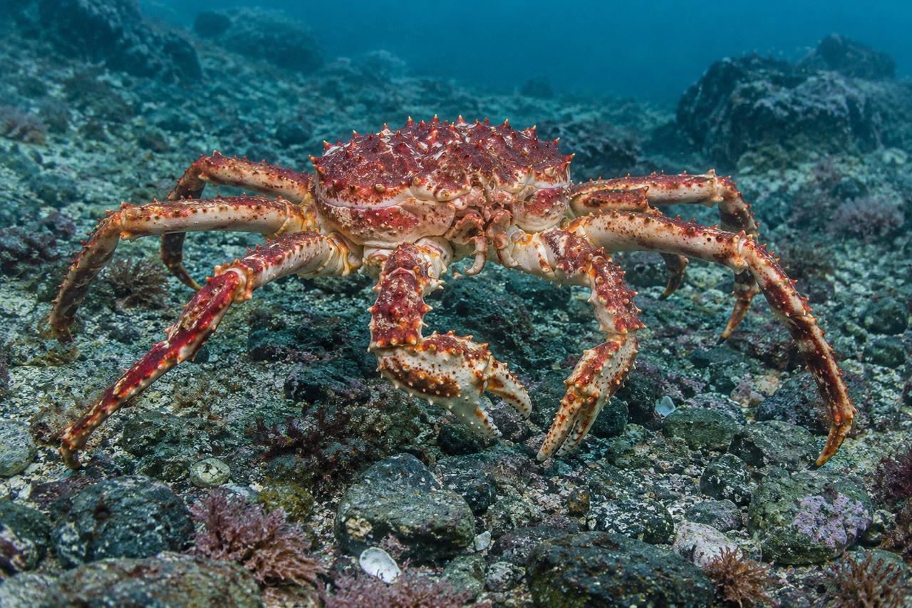 Red King Crab