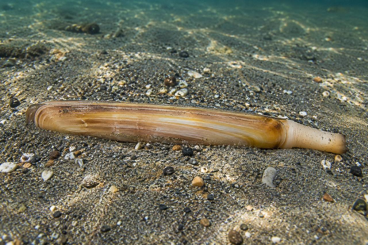 Pacific Razor Clam