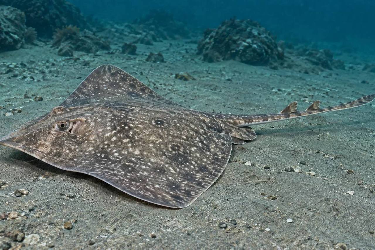 Big Skate