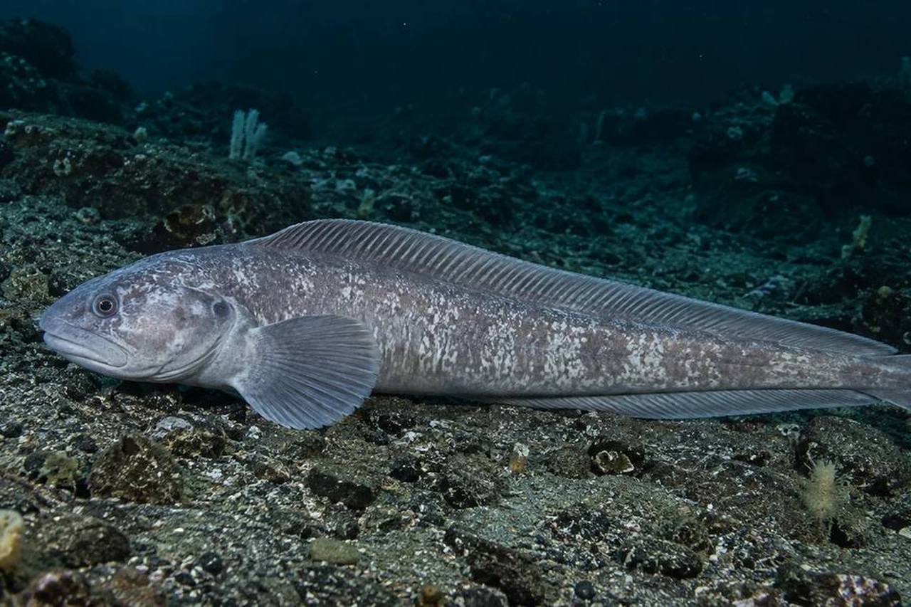 Bigfin Eelpout
